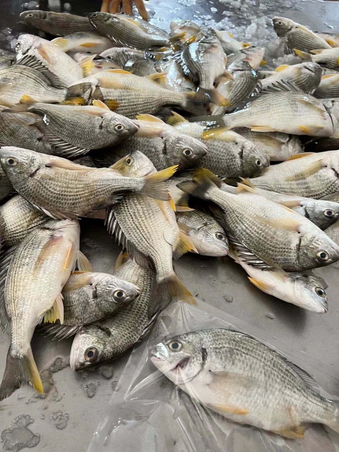 黄翅鱼 黄翅鱼营养价值非常高,不仅高蛋白,低脂肪,肉质还很细嫩.