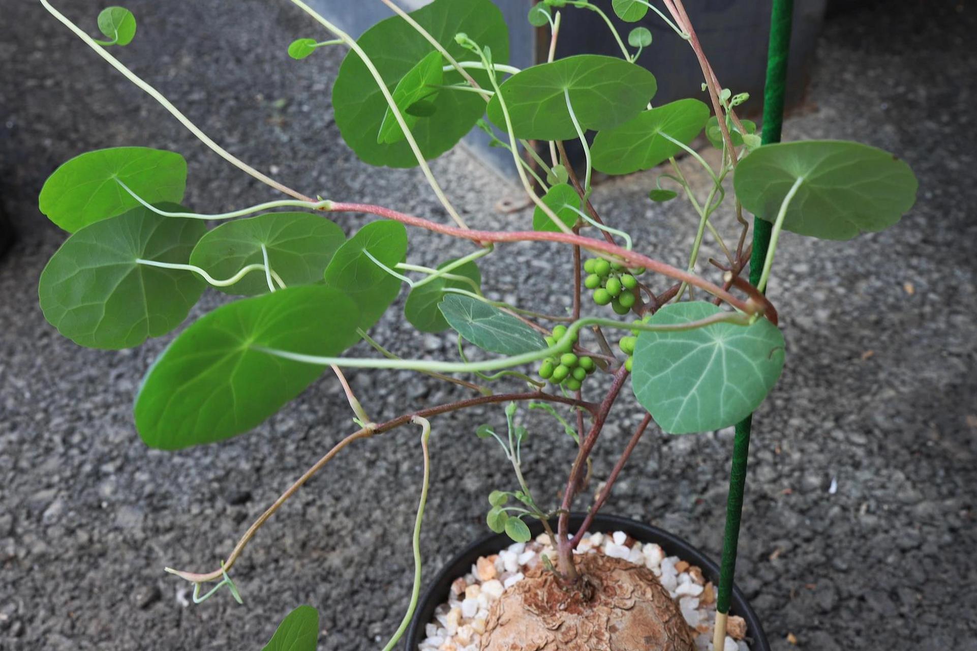 金不换|山乌龟 爬藤植物 名字讨喜