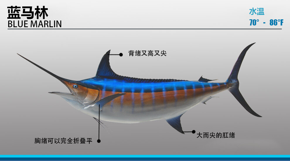 剑旗鱼刺身图片