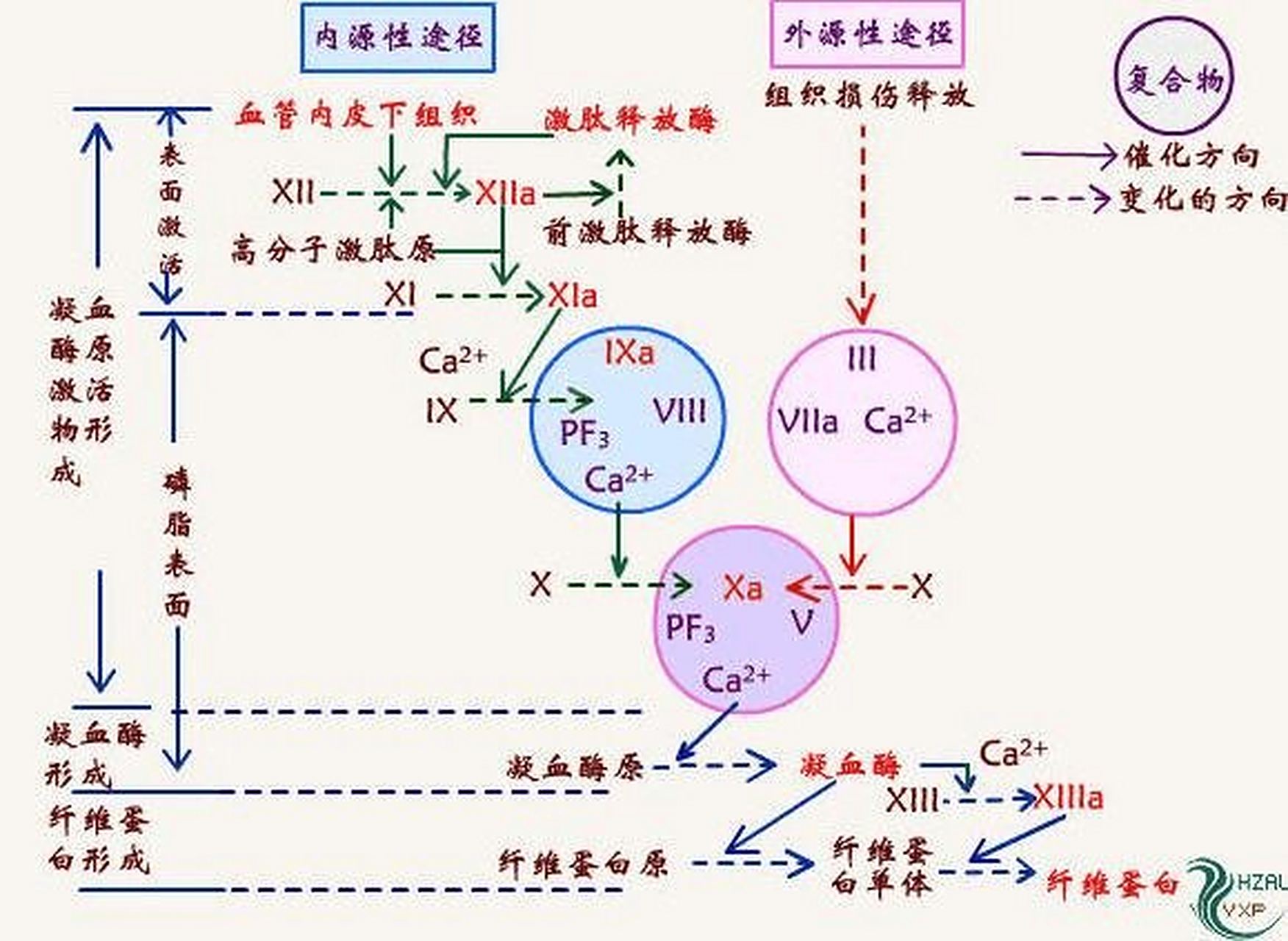 凝血途径 | 凝血因子 | 抗凝 | 促凝 | 激活 9