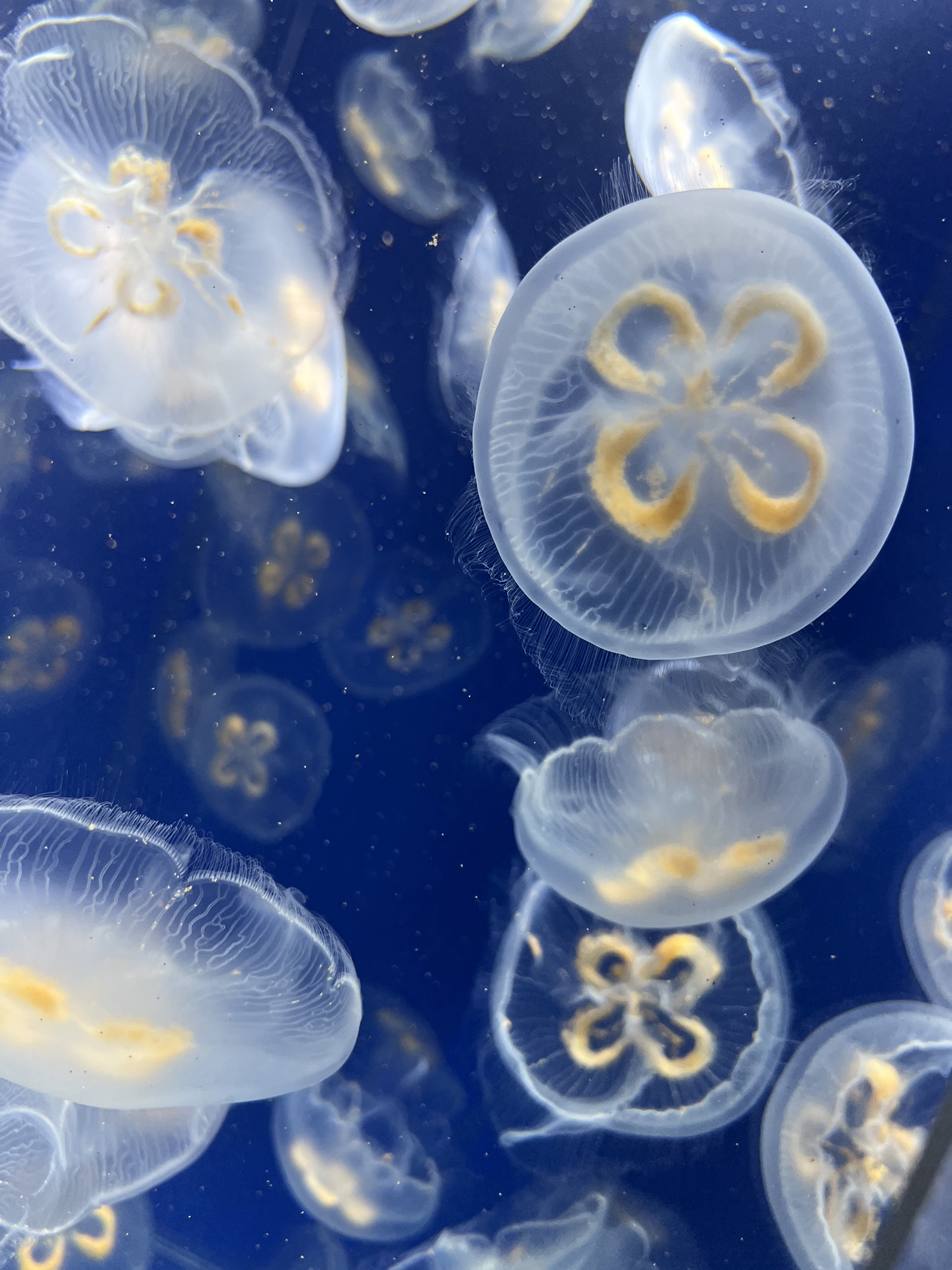 不同角度的海月水母