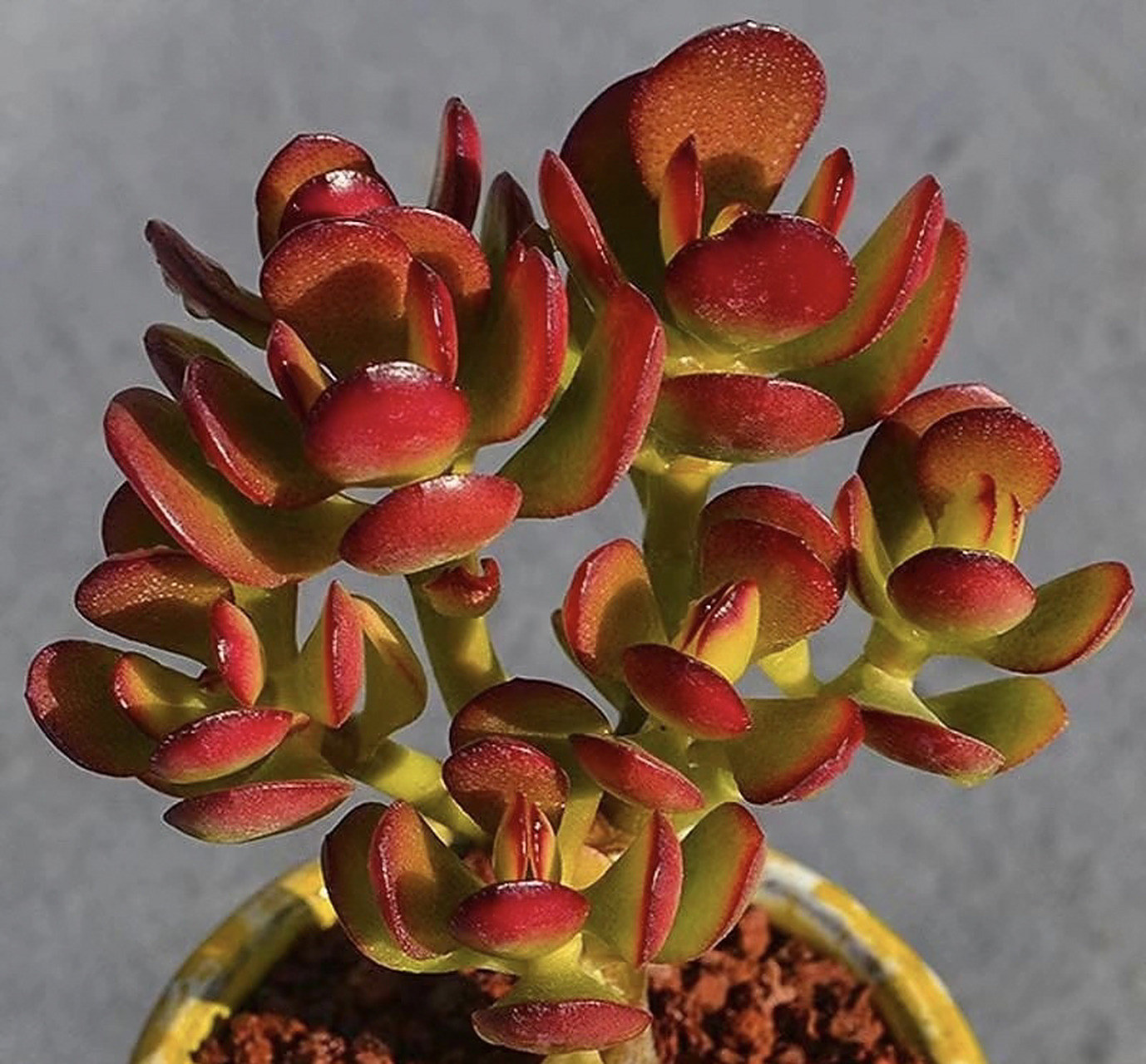 多肉姬红花月皮实好养,容易长成老桩 姬花月(crassula ovata minima