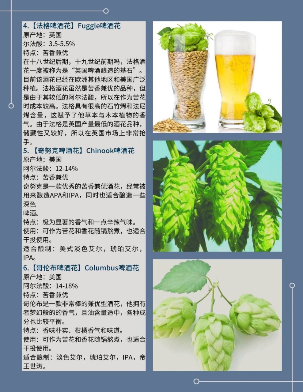 常识 啤酒花(也叫蛇麻)是酿造啤酒的4大基本原料之一(其他原料是麦芽