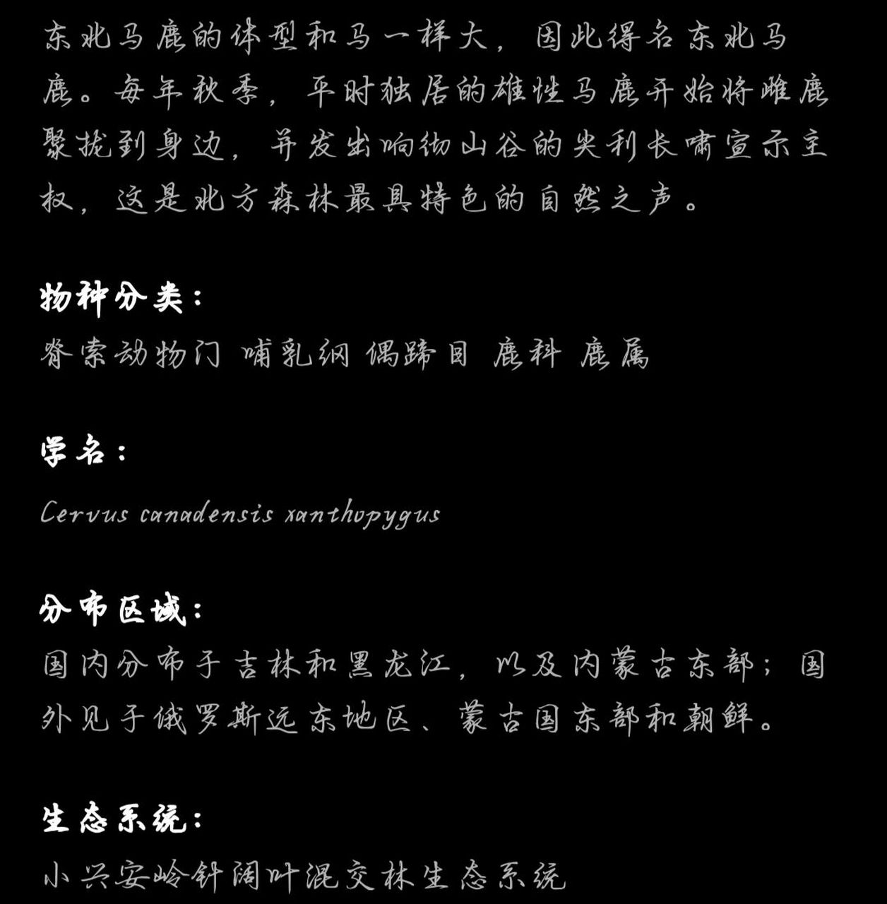 每日科普——东北马鹿04 东北马鹿04(学名:cervus elaphus xant