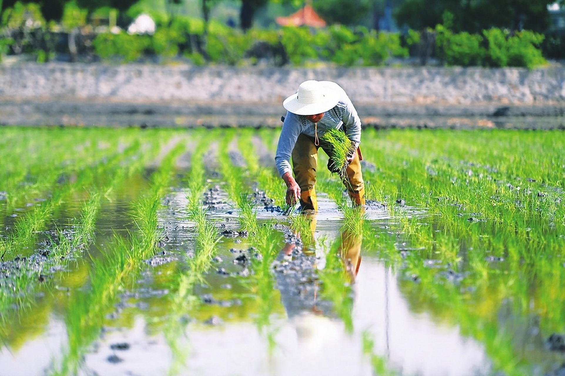 近日,太原市晋源区北大寺村,村民在200多亩优质水稻田