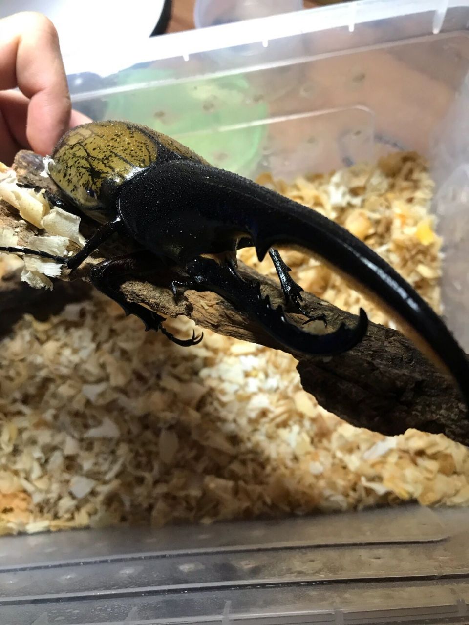 甲虫之王——长戟大兜虫合集 长戟大兜虫(dynastes hercules),又称