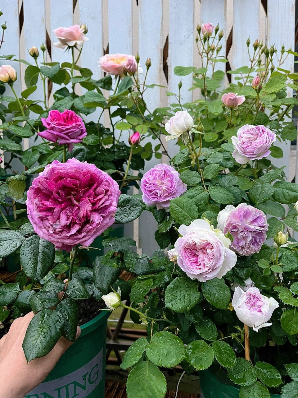 蓝月石月季优缺点 养了两年,浅谈一下心得,仅代表个人观点和总结.