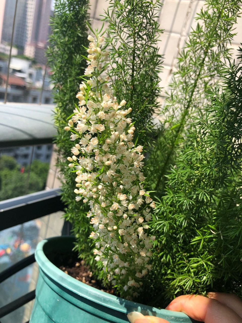 以前不知道她竟然是会开花的哦,好看呢!