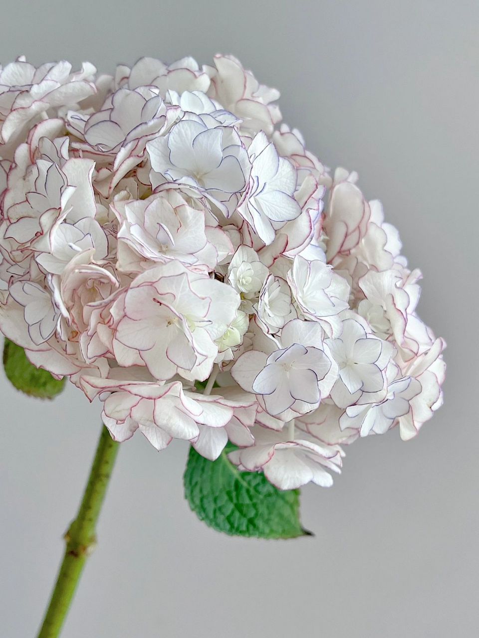 绣球|惠子小姐 这本来是一支粉边的惠子小姐,加花生命养护8天后变成了