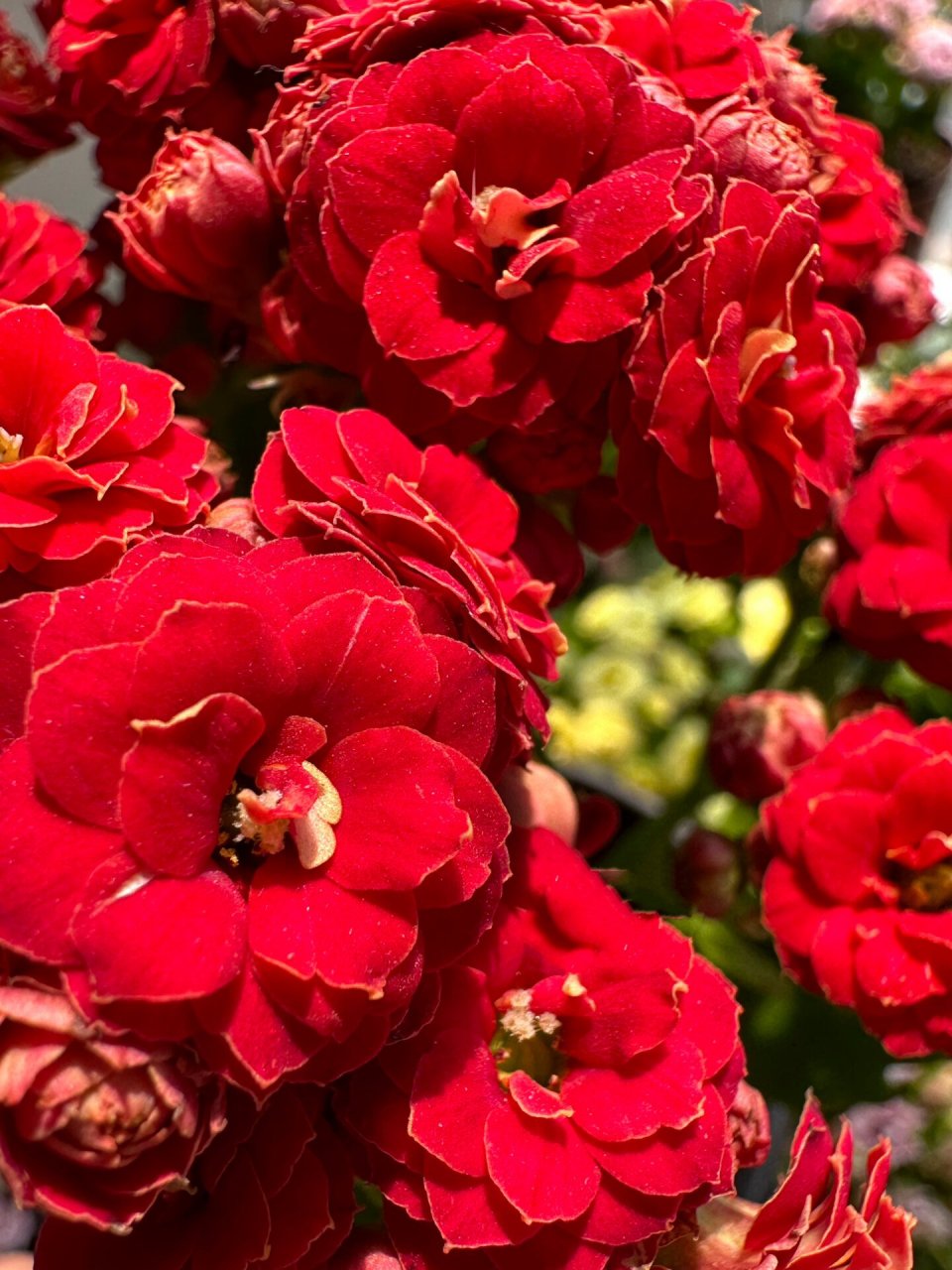 鲁比欧02    长寿花火狐狸02,长寿花火焰红丝绒,长寿花鲁比欧