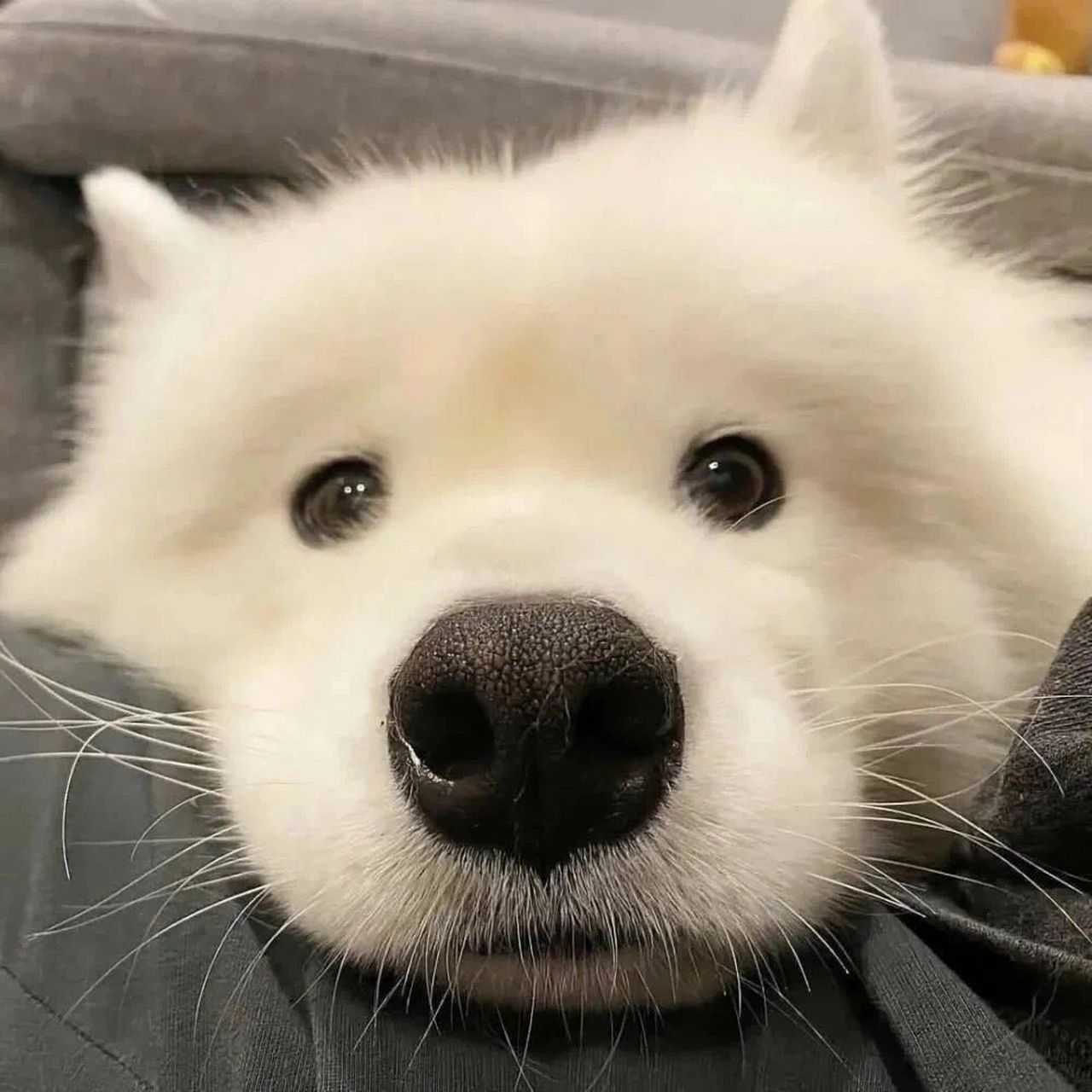 8215萨摩耶价格: 一般来说,普通宠物级别的萨摩耶价格应该在1500