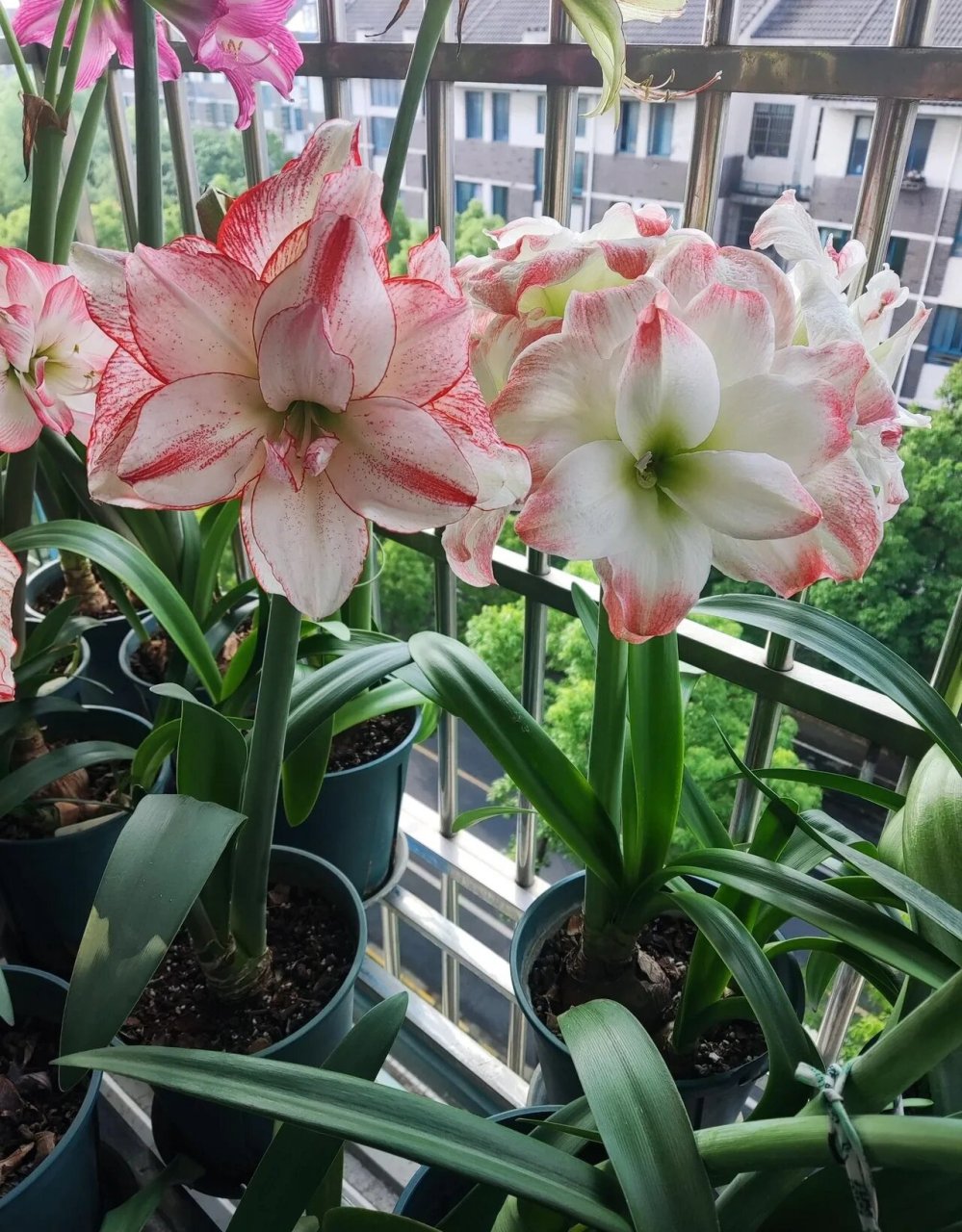 重瓣朱顶红"艾玛迪斯",也叫黛丝,糖果黛丝,经典品种,花大色美,花径