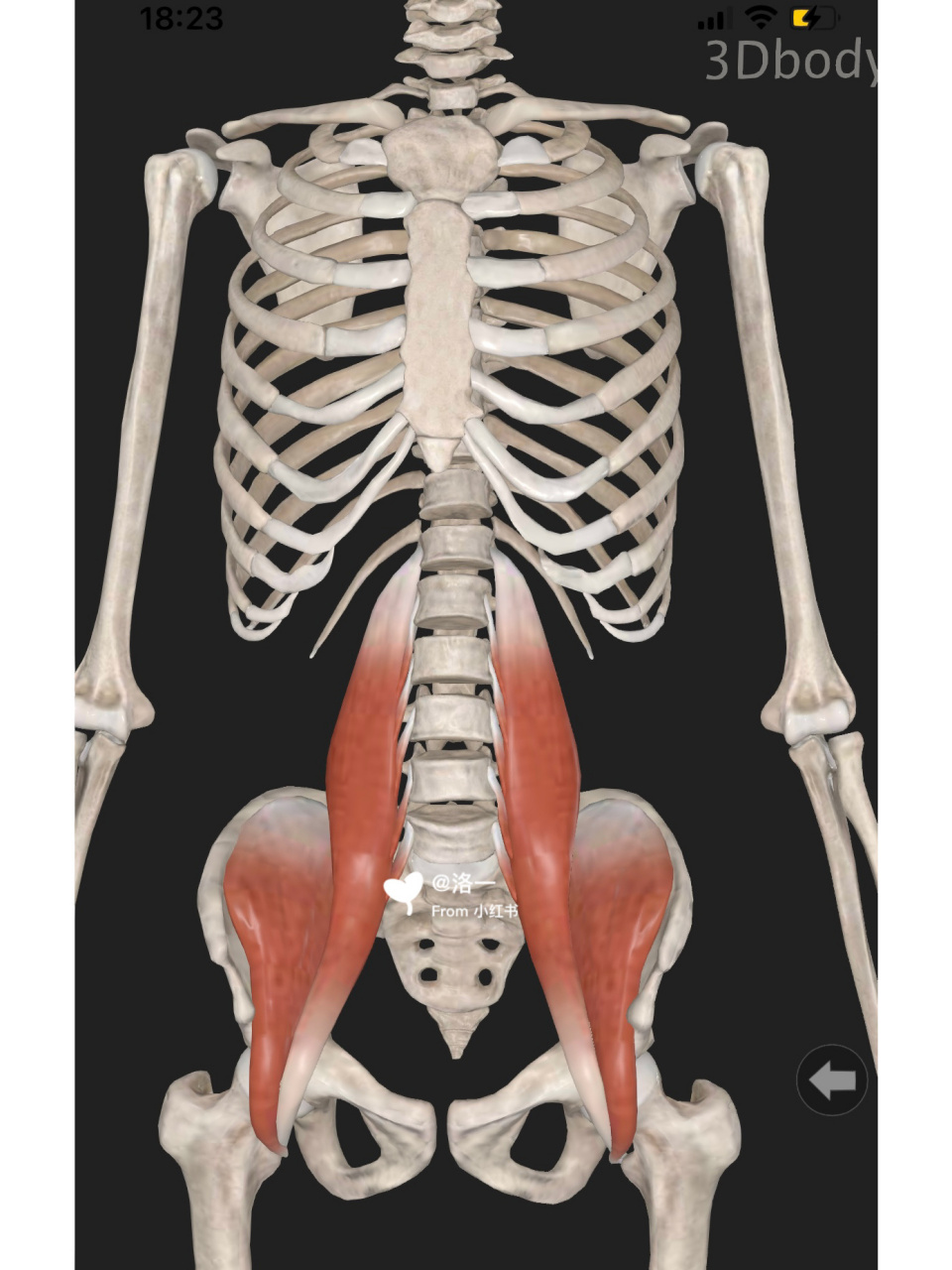 每日认识一块常用肌肉【髂腰肌】 【定义】髂腰肌由腰大肌和髂肌组成