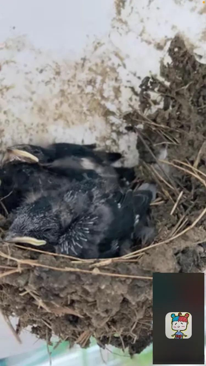 小燕子成长观察记录第五天 燕宝宝的眼睛快睁开了 爸爸妈妈不停地飞来