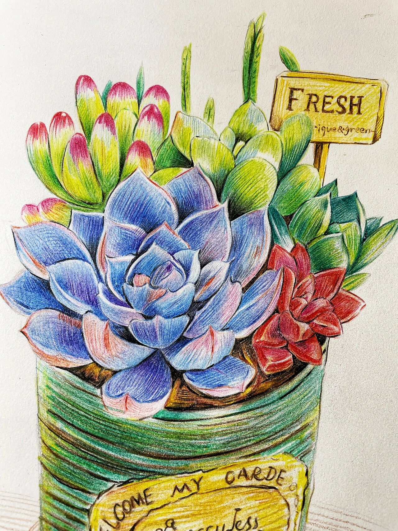 彩铅多肉绘|一盆茂盛可爱的多肉植物 95