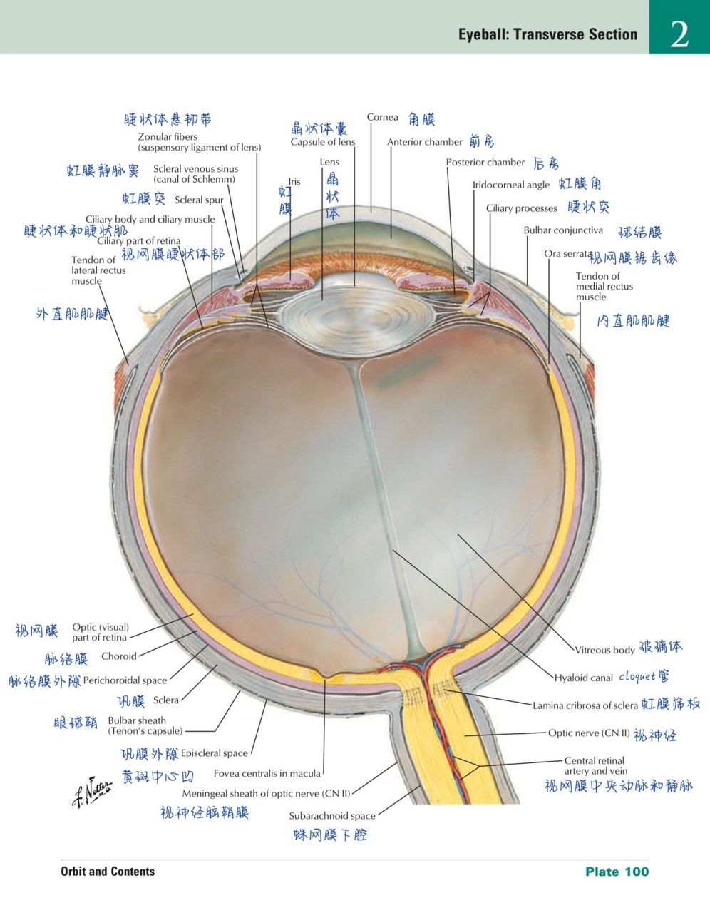 眼睛内部结构图图片