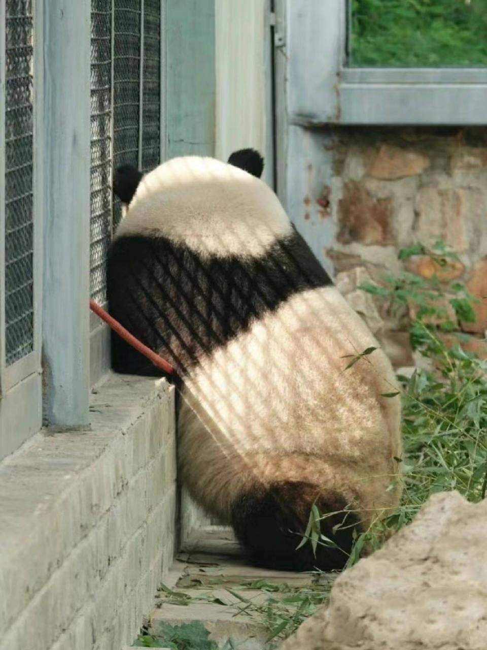 福州动物园现在有熊猫吗 周末想去福州动物园,请问现在有熊猫,考拉吗?