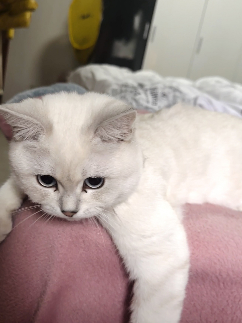 每次上完厕所都不舔pp 经常蛋蛋那里的毛都是尿渍湿湿的还黄不拉几的