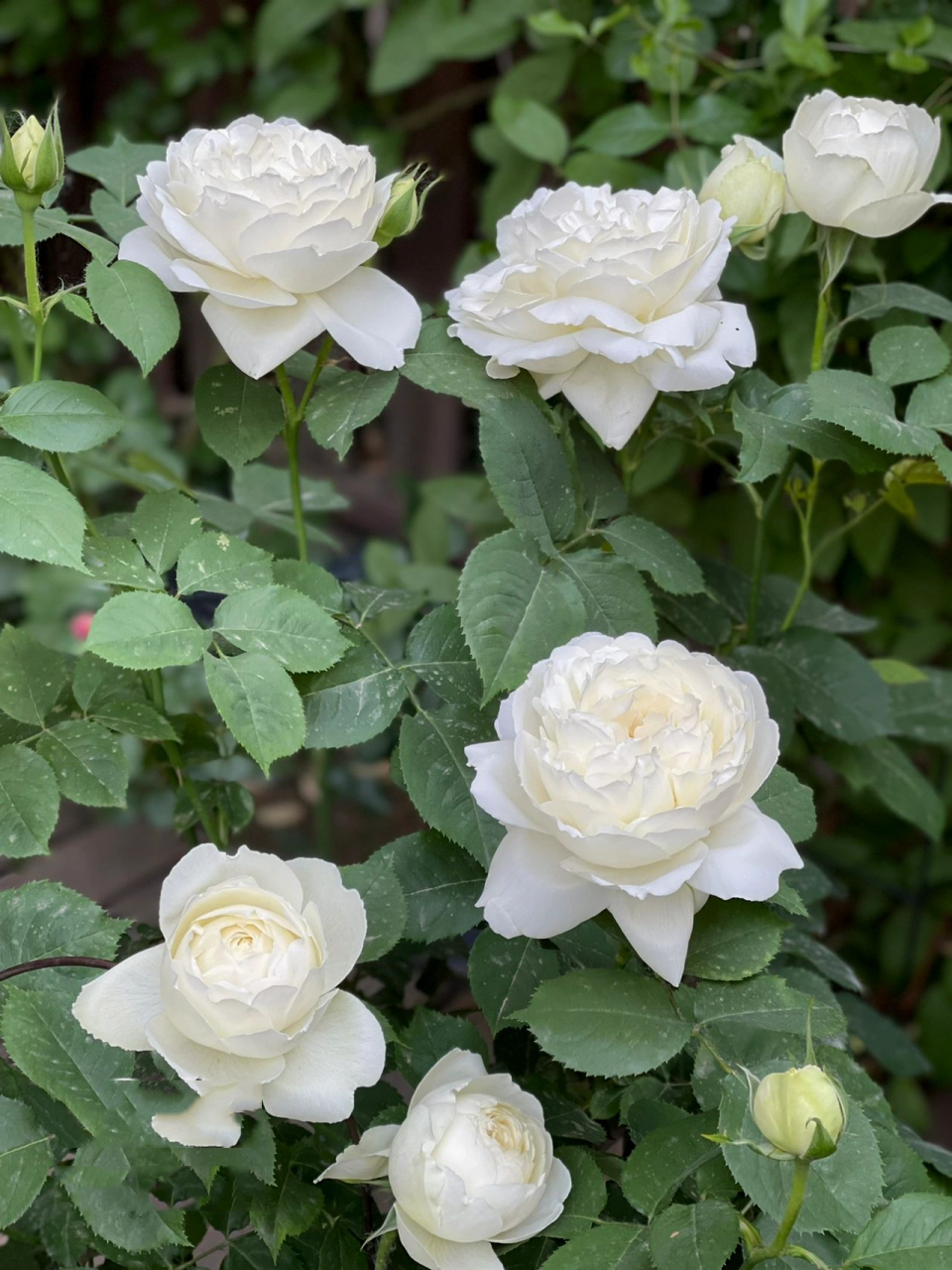 迷之身世 新天鹅古董 月季 新天鹅古董的名字究竟是:cygne antike ?