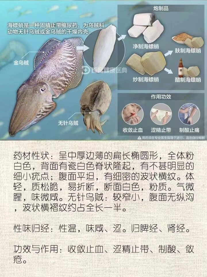 海螵蛸怎么读图片