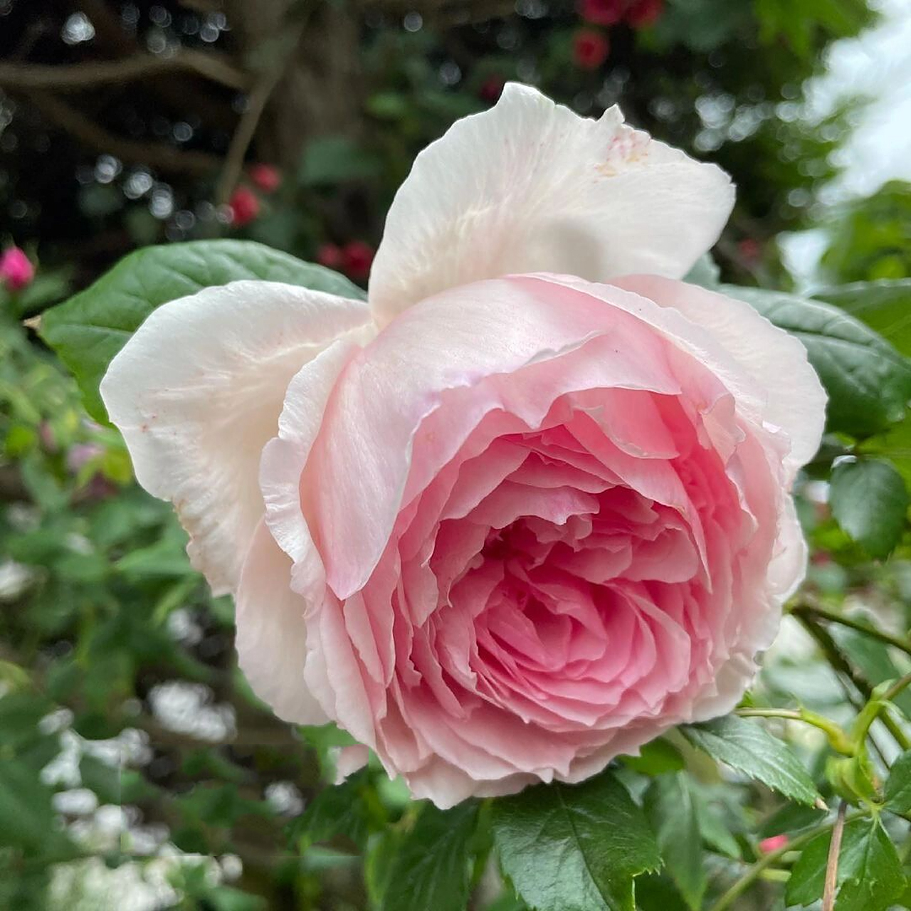 英国威基伍德月季优缺点分析欢迎补充9317 威基伍德也叫粉伍德,开