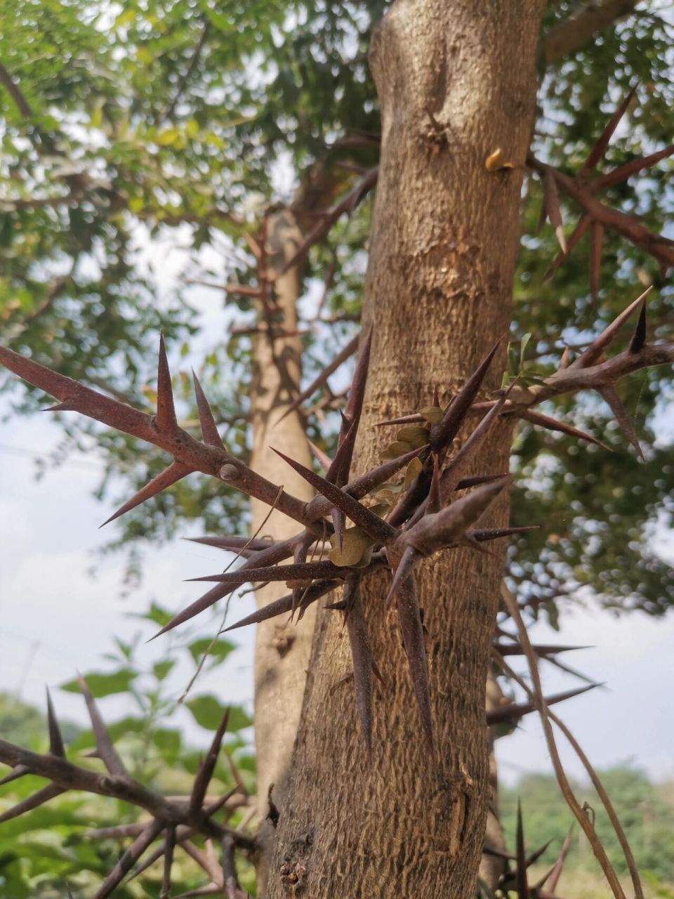 田野科普:皂角刺,天生的暗器. 每一颗皂角树都自带暗器,想上树可难了.