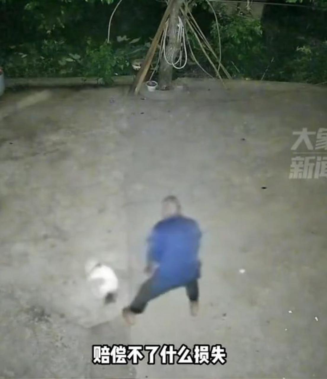 【自家鸡被咬老人敲死邻居家小狗 】近日,四川泸州,老人用榔头敲死