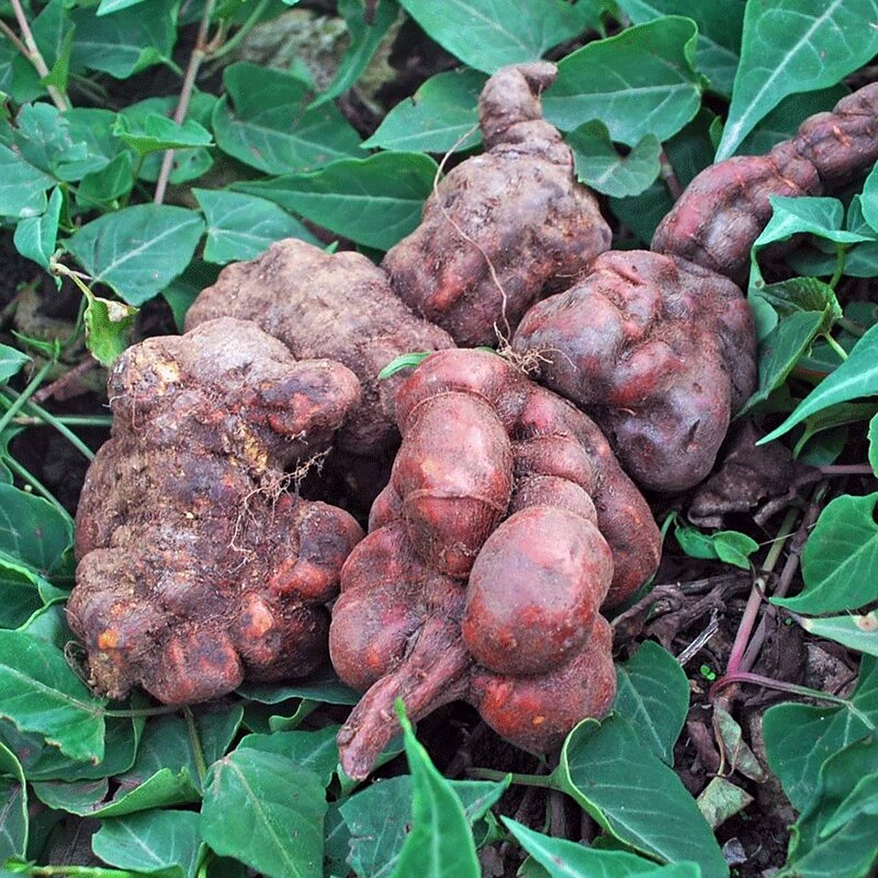 认识一味中药91何首乌 何首乌泡水喝有哪些功效?