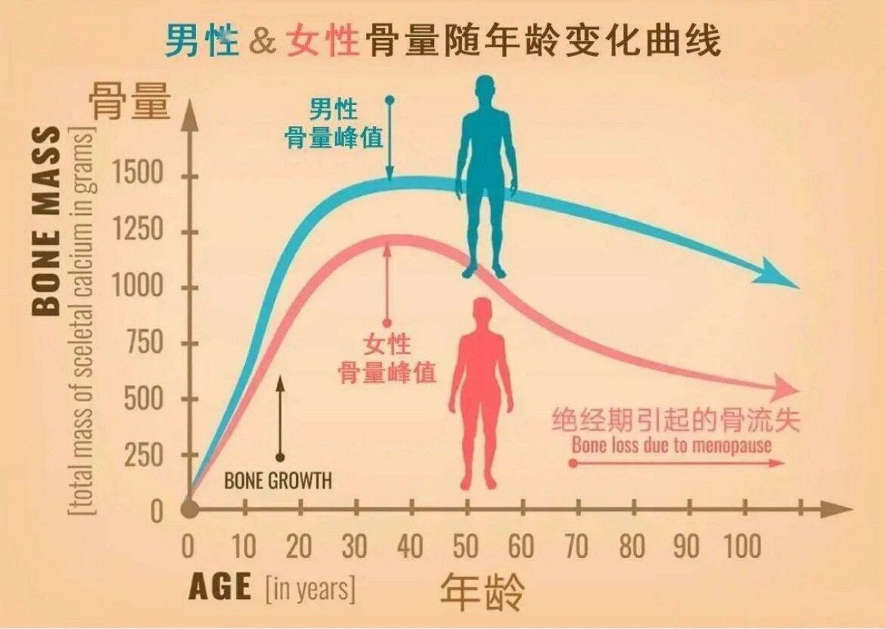 骨密度曲线图图片图片