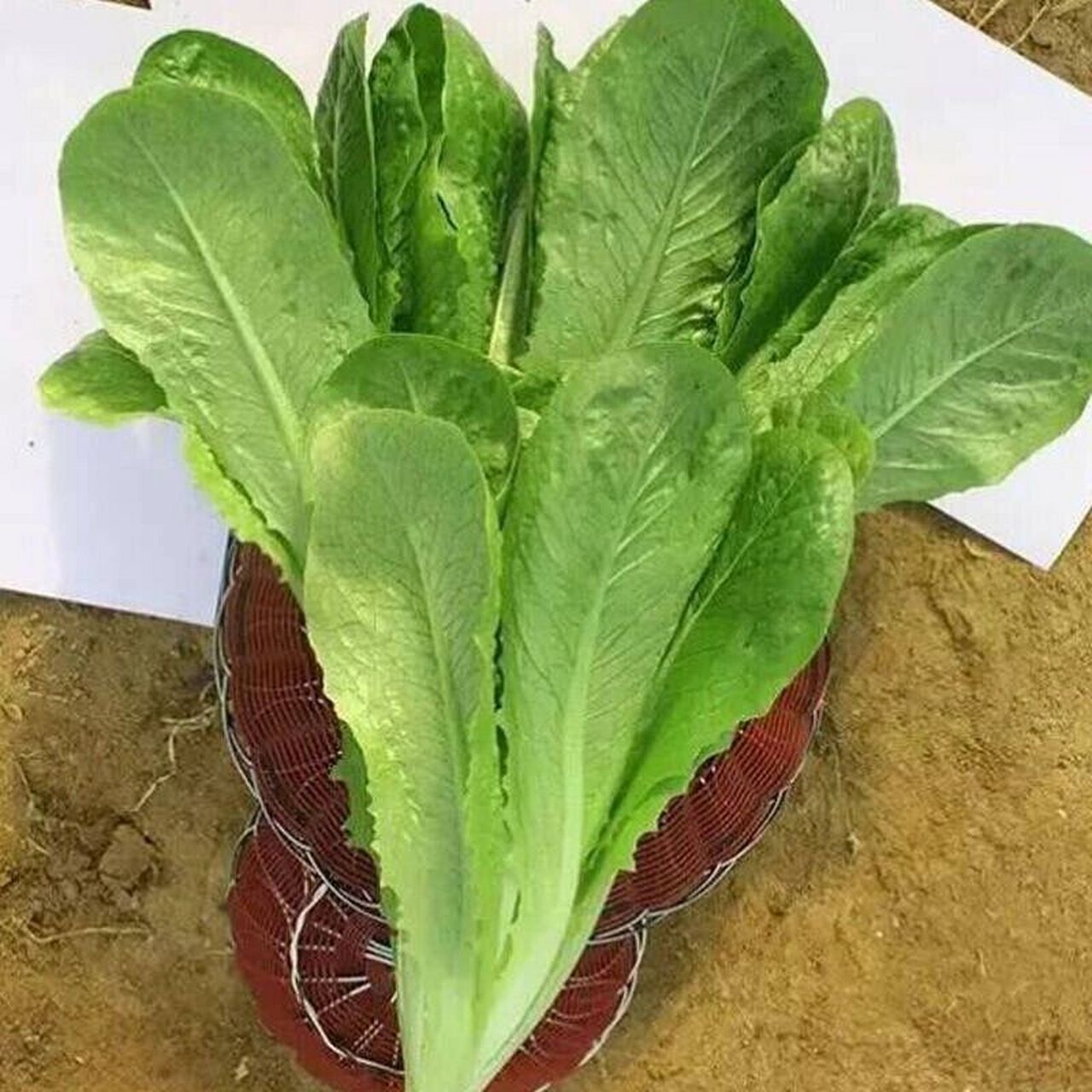 寿司孔雀菜有颜好养,耐热适合夏季种,易成 我们菜地里种了一些寿司