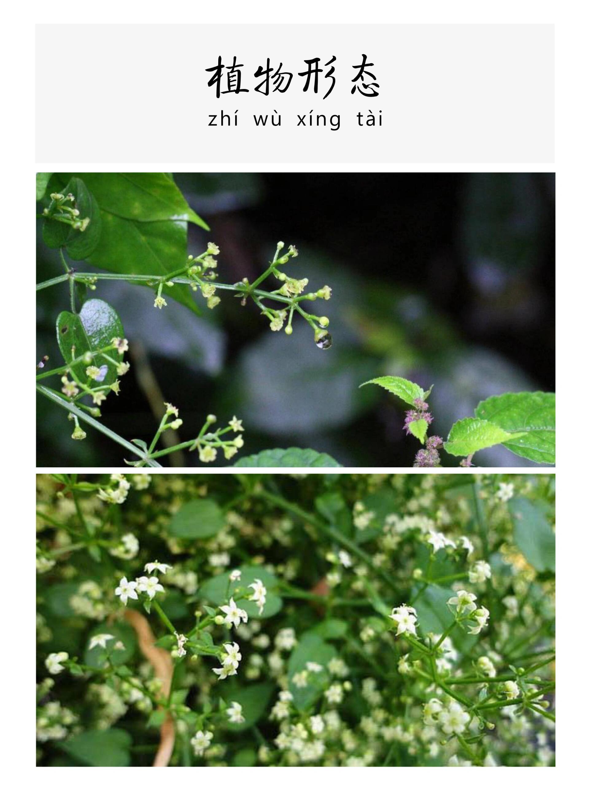 每天认识一味中草药-茜草92凉血止血