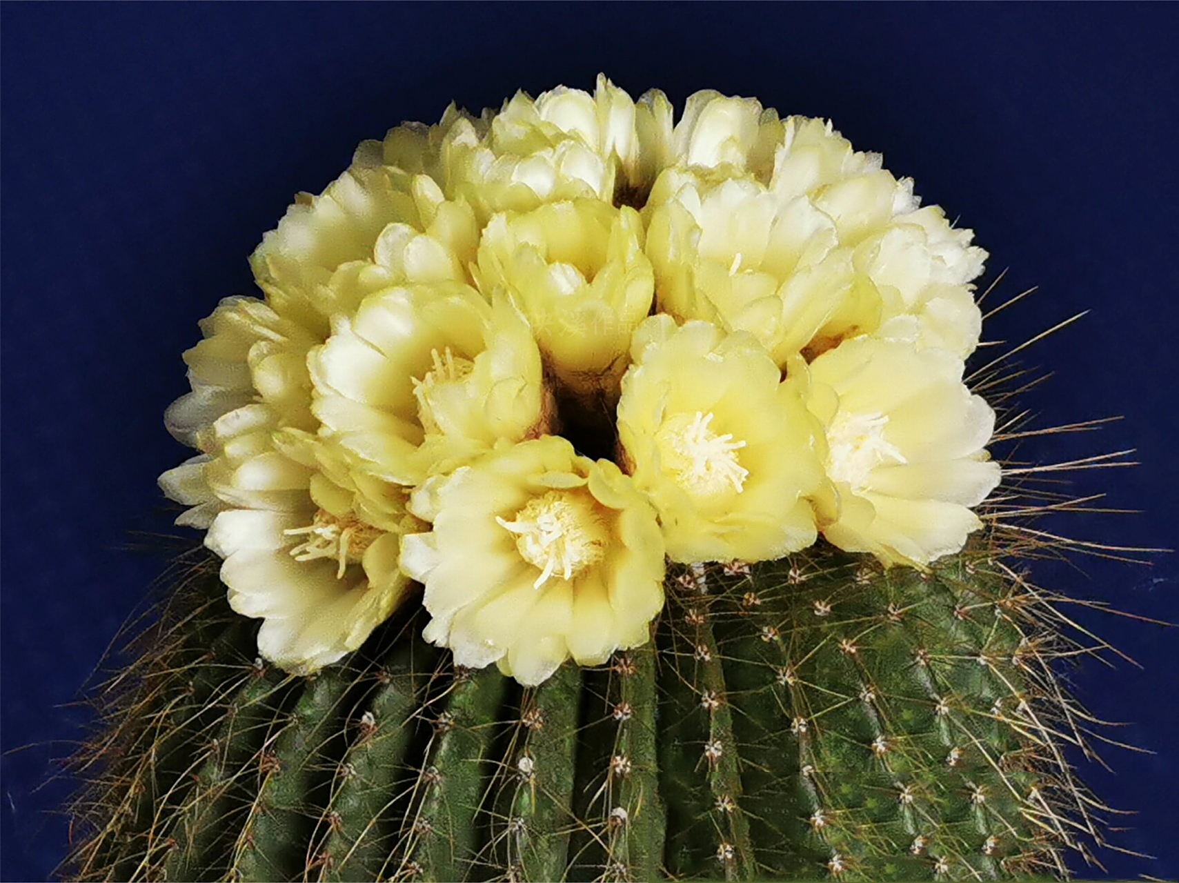 【仙人掌花谱006】 91仙人掌"金冠"野外分布于南美洲的阿根廷,巴西