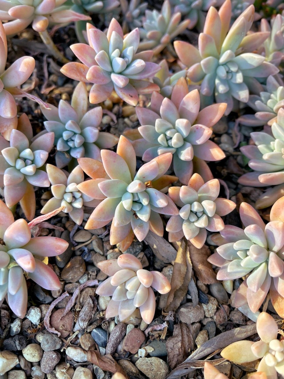 地栽多肉—秋丽(呃最好不要) tue 17 aug 2021 早上蹓跶 看到我大秋丽