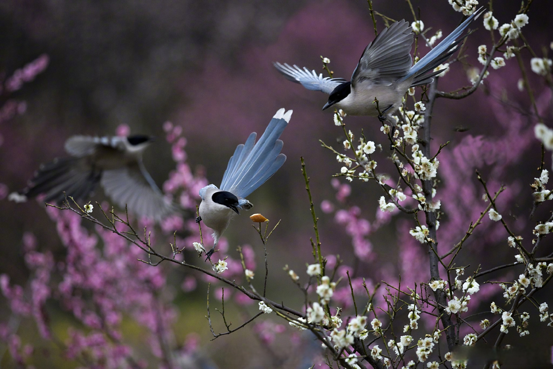 宛若一幅春意盎然,喜庆吉祥的国画↓↓   #灰喜鹊梅花间觅食美如画