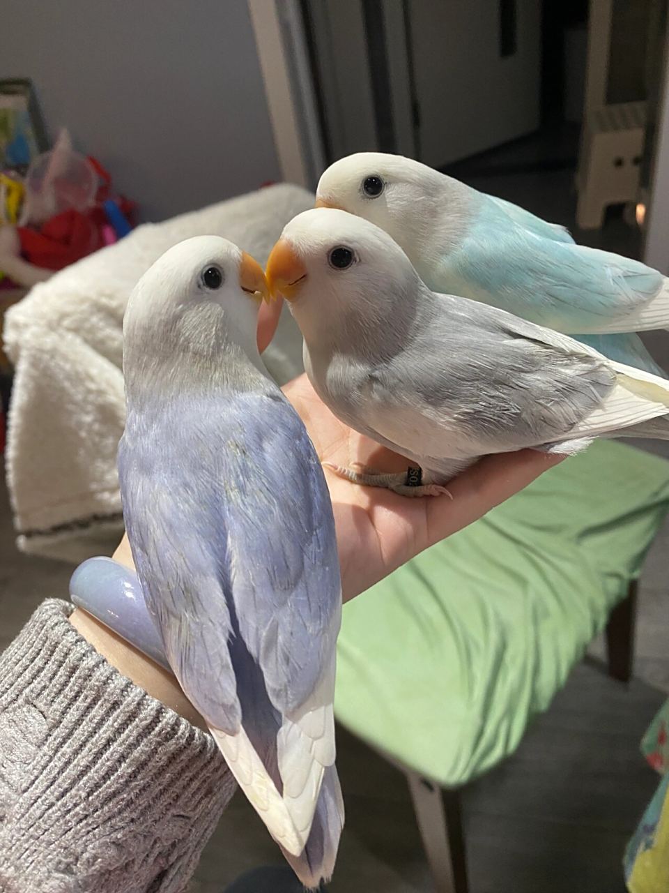 牡丹鹦鹉三色闪派松闪派紫闪派墨闪派  牡丹鹦鹉闪派之美,紫闪派,墨闪