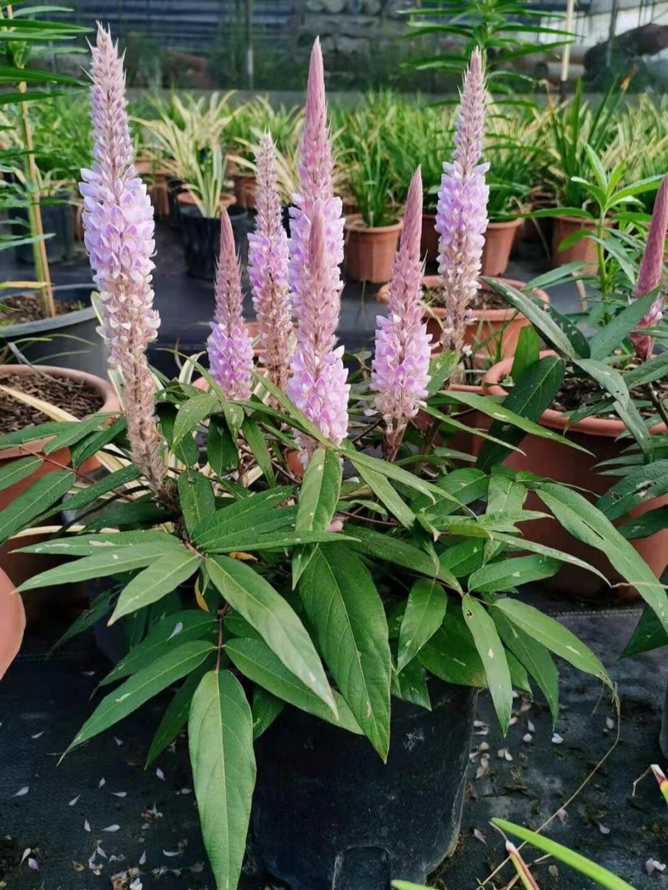 介绍★ 美花狸尾豆 uraria picta 俗名:叠果豆,羽叶兔尾草,美花兔尾草