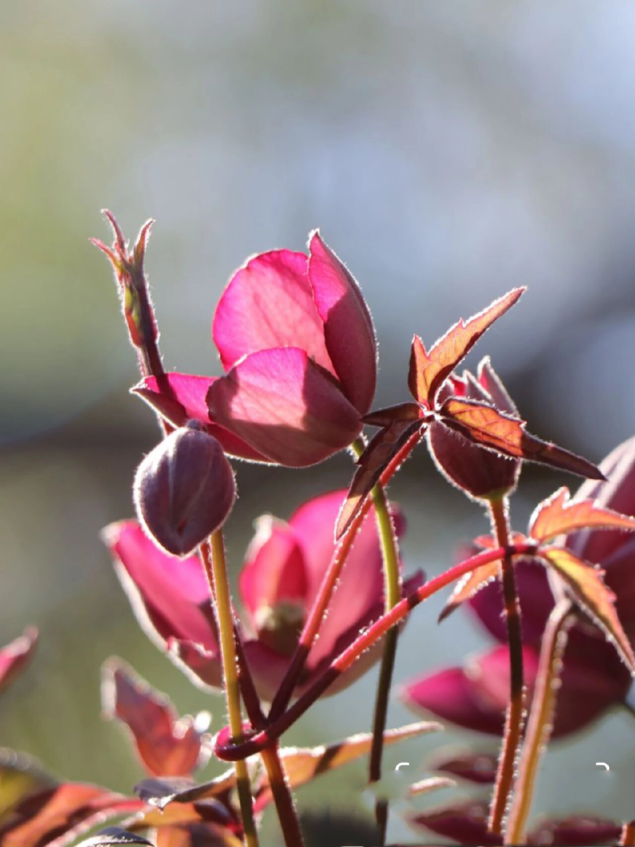 蒙大拿组铁线莲介绍(三) 梵高 同样为蒙大拿系列的铁线莲 有着深红色