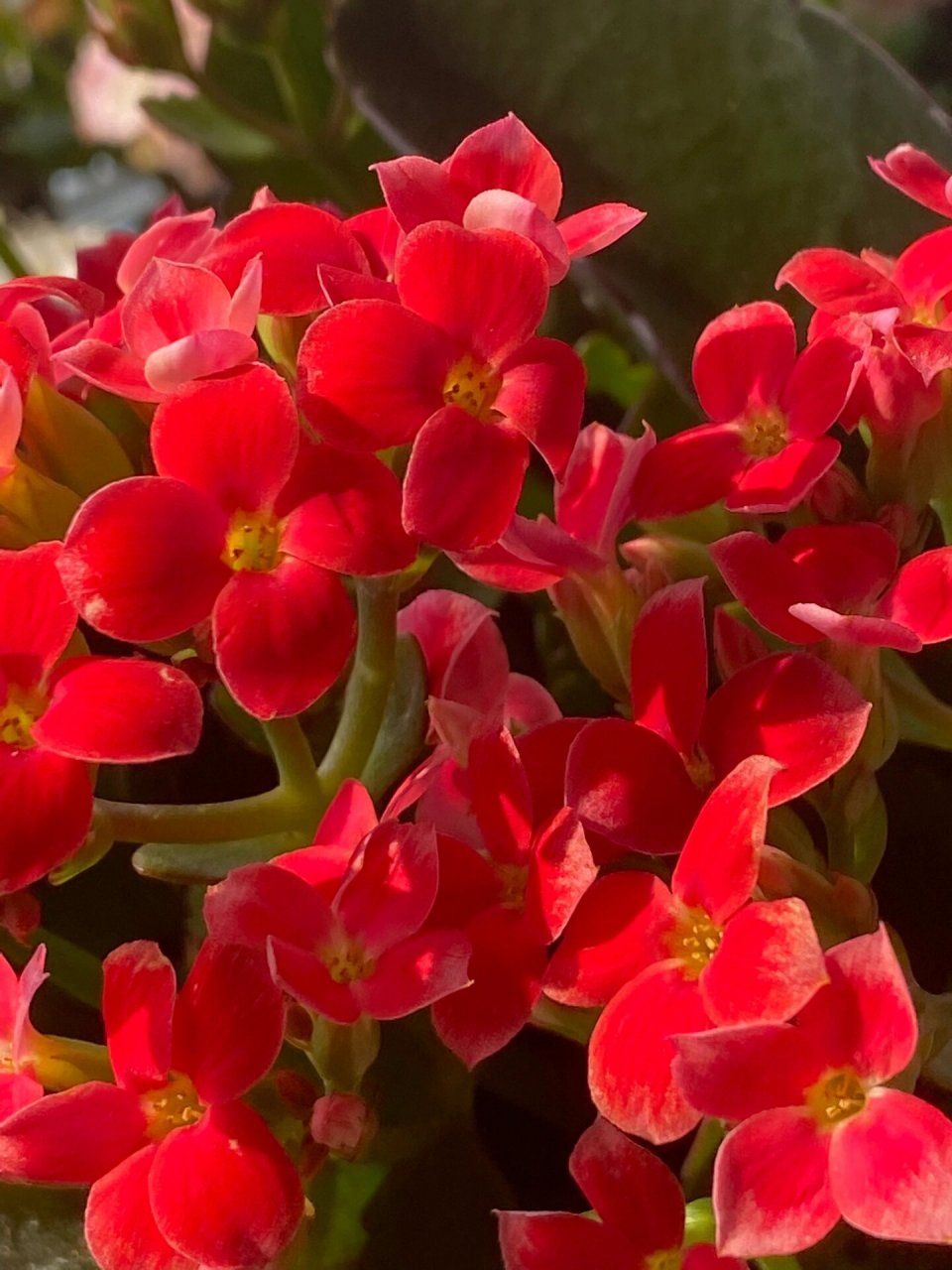 长寿花132一丹霞