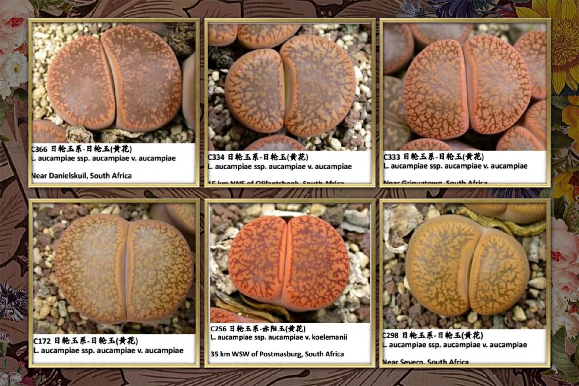 生石花编号品种第一更——日轮 日轮玉:皮革质面,犹如巧克力的丝滑.