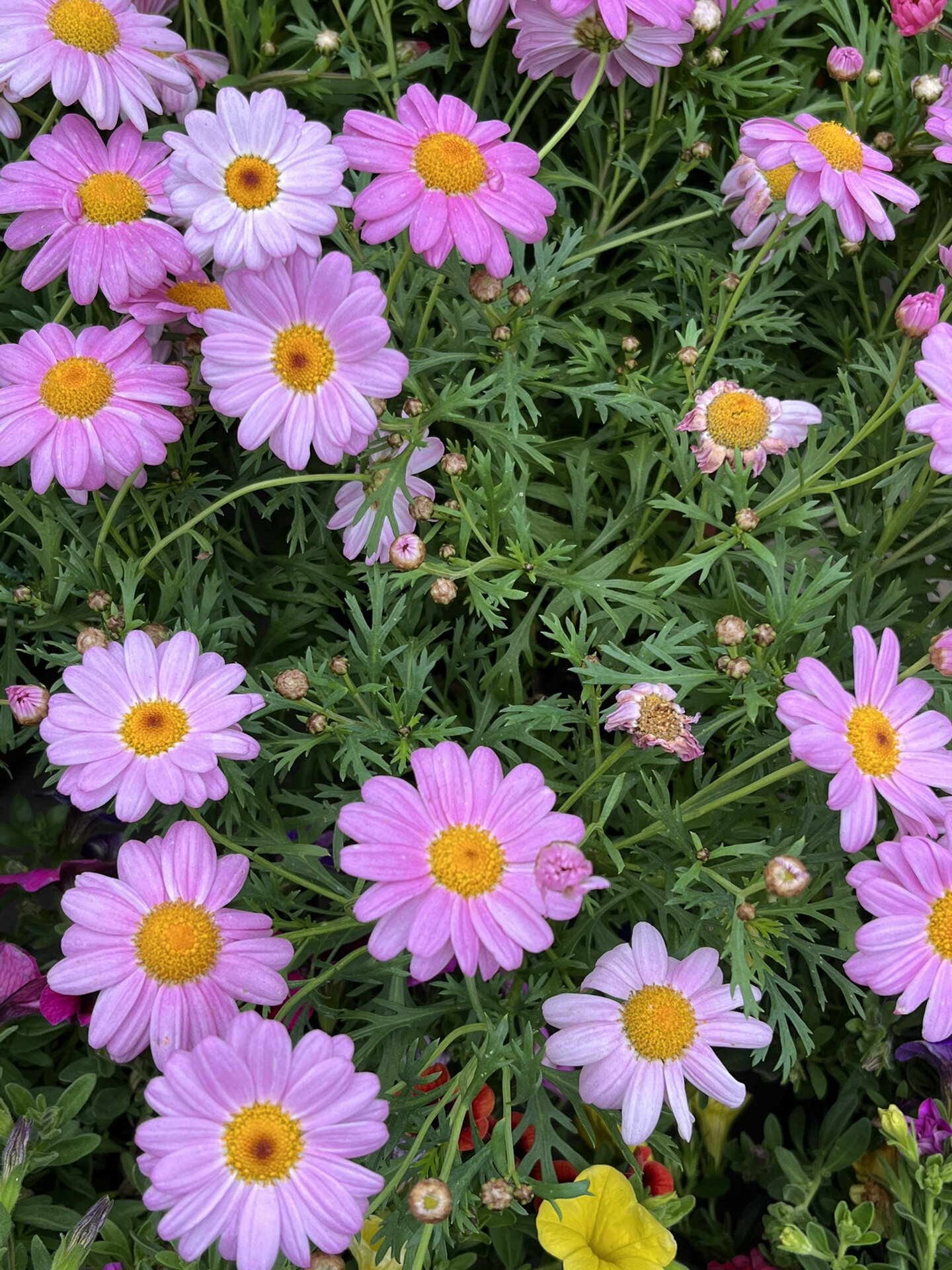 法兰西菊(茼蒿菊),骄傲地绽露着喜悦