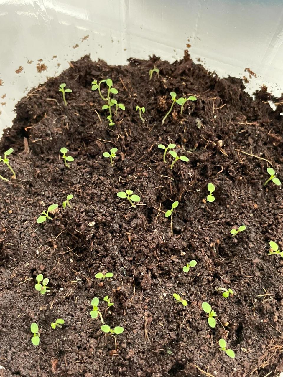 3 草莓91第一片真叶 发芽97第14天 8月14日,距离发芽9714天,第
