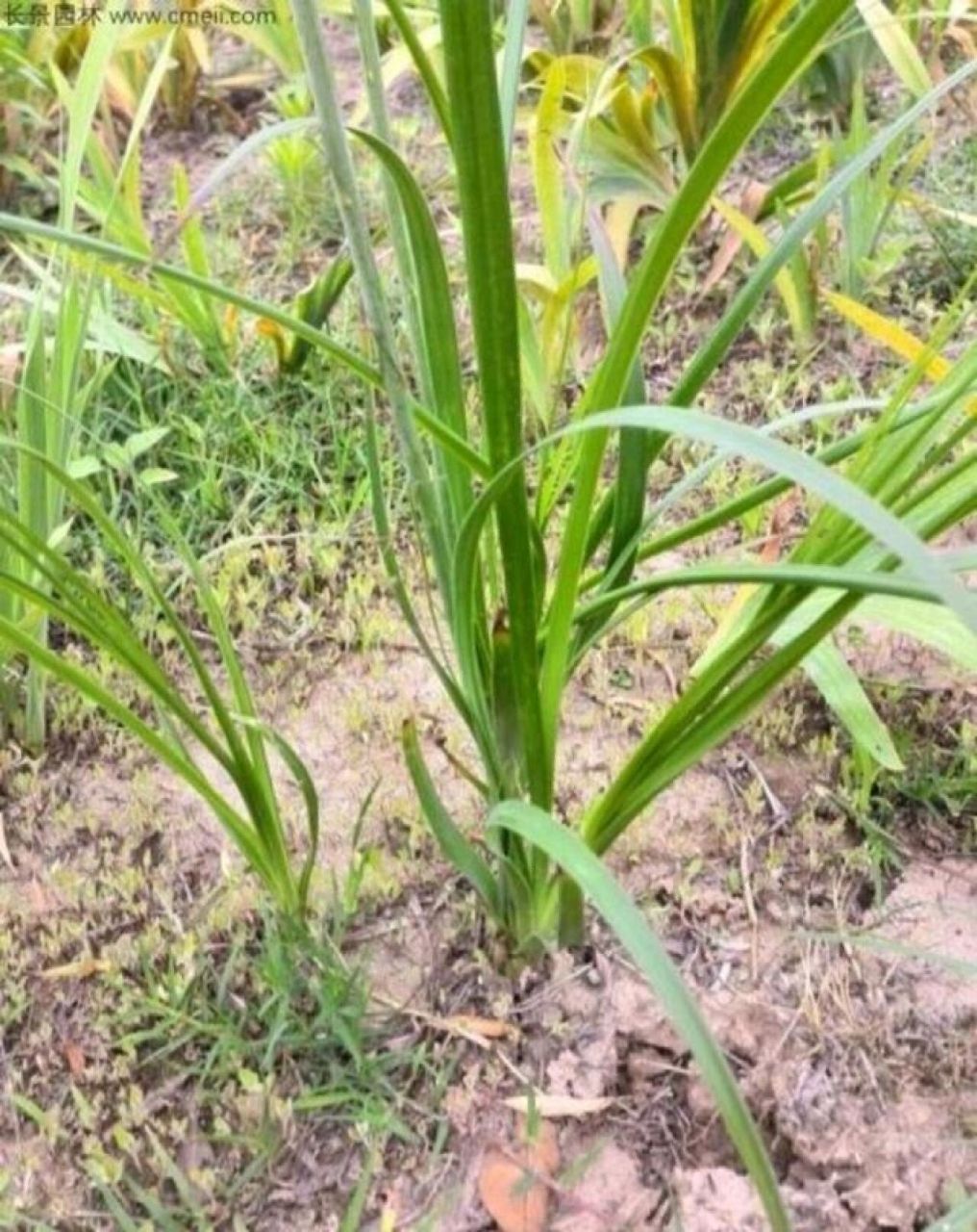 知母的功效与作用 止渴除烦,通便润燥知母为百合科多年生草本植物