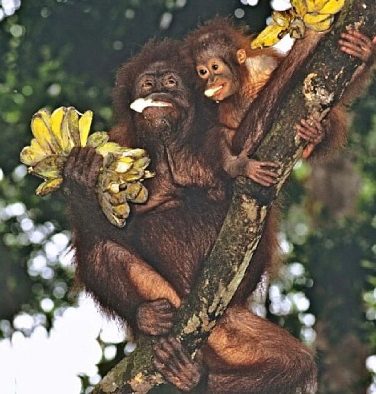 婆罗洲雨林大快朵颐吃野生蕉的红毛猩猩母子