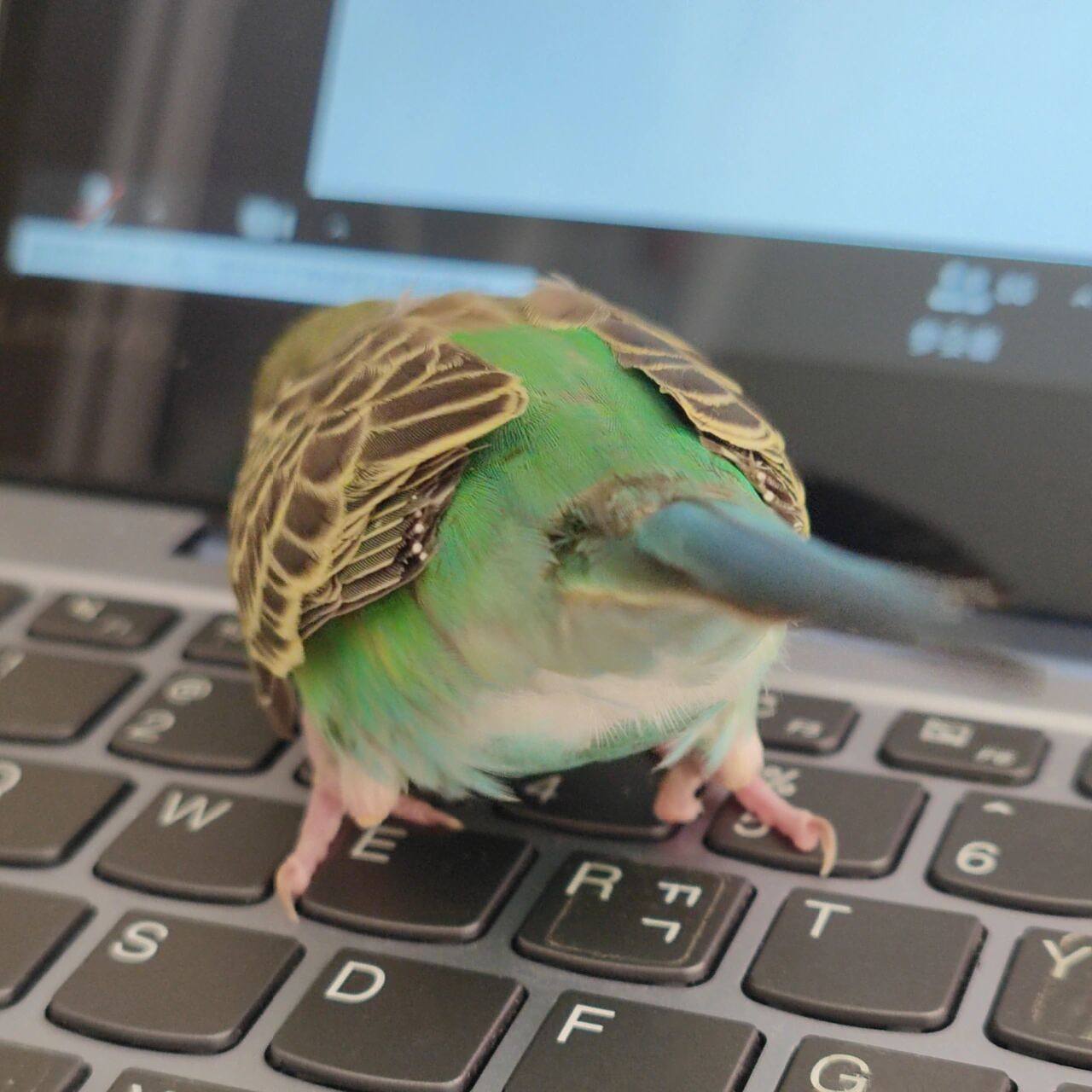 小鸡放屁~ 哈哈哈哈纯纯可爱到~我的鸡崽屁屁