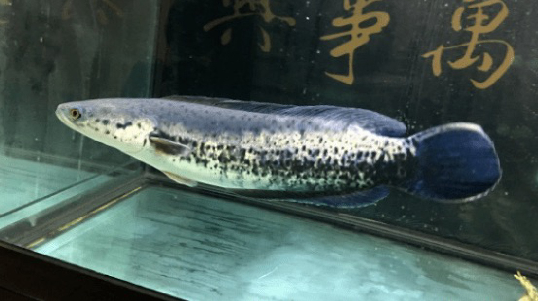 每日一更,麦克雷龙