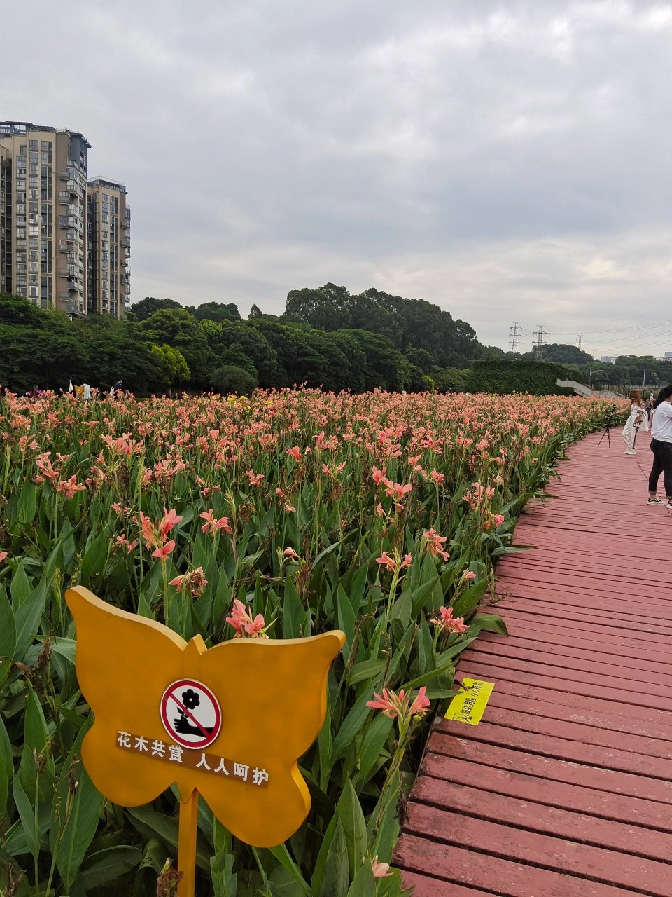 深圳观澜湿地公园 湿地公园周末好多家长带小朋友过来玩,感受大自然的