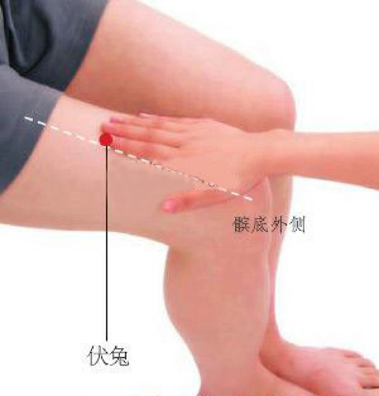过度运动,膝关节腿痛,下肢酸麻就找伏兔穴 今天来讲讲伏兔穴,这个穴位