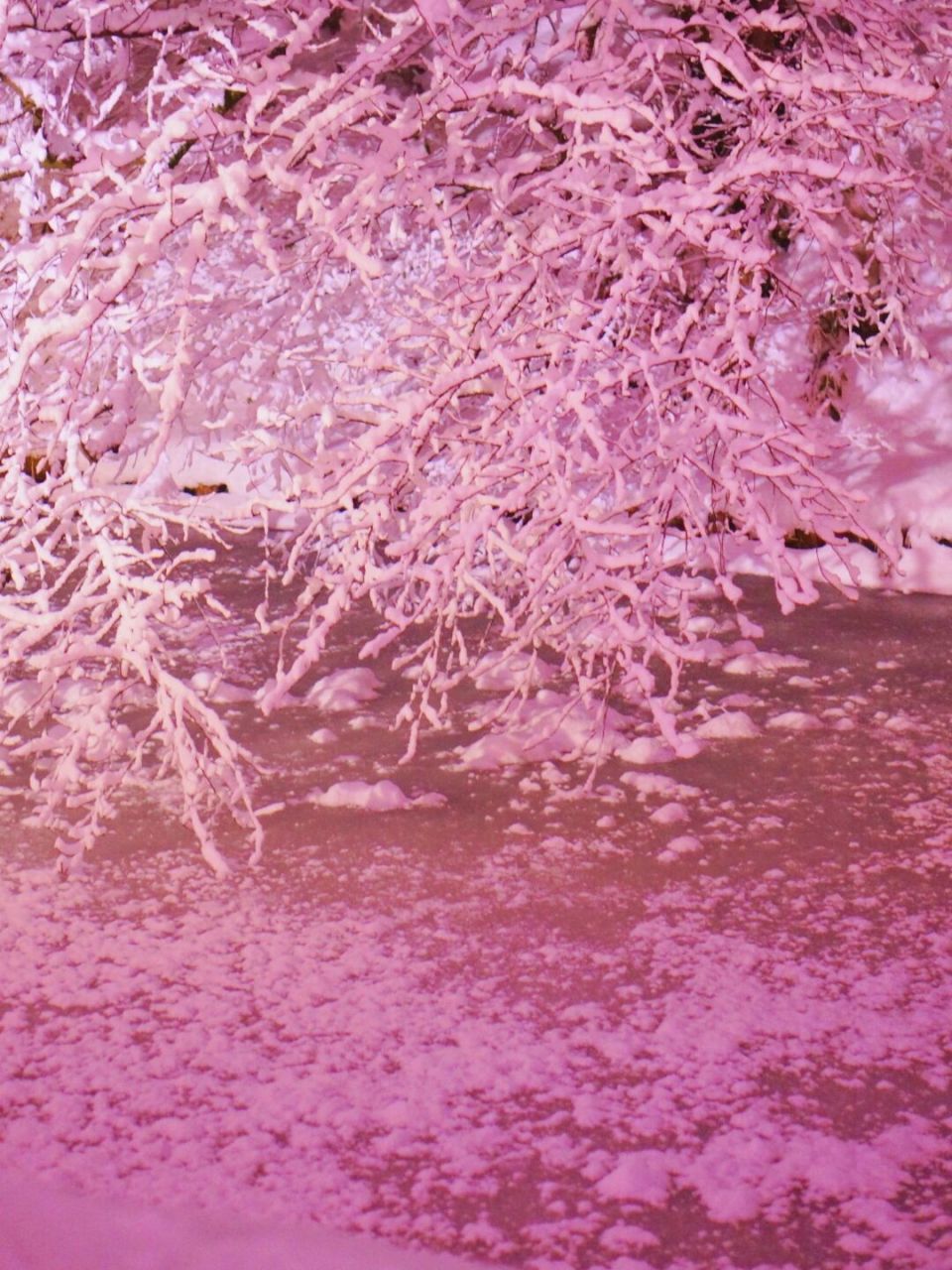 太梦幻了!满眼都是粉色的雪景,比樱花海还要美!