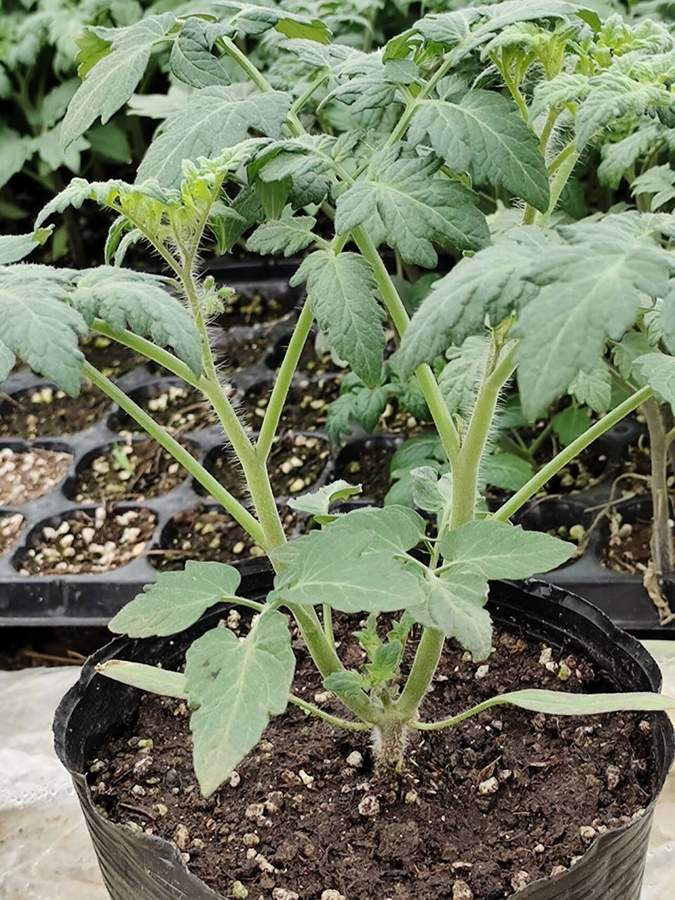 关于番茄的双杆整枝 1.