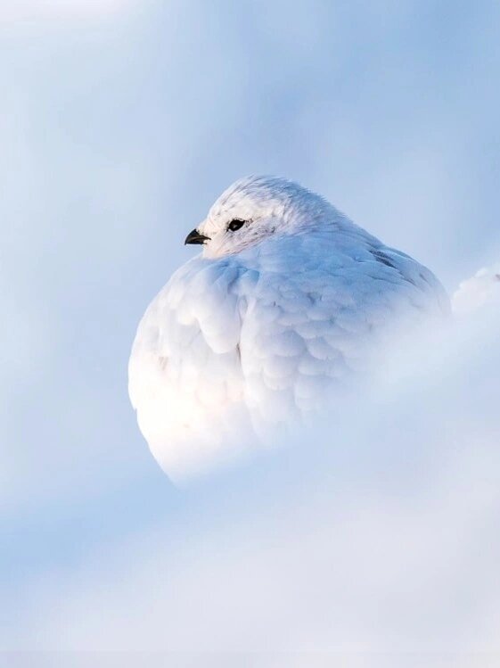 每天认识一种神奇动物98雷鸟